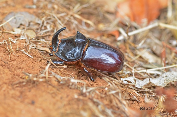 Nashornkäfer (Oryctes nasicornis)